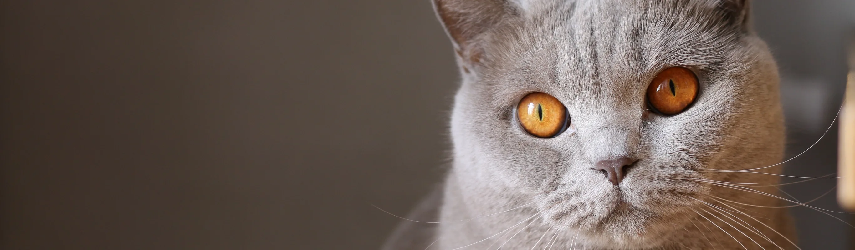 Cat with orange eyes